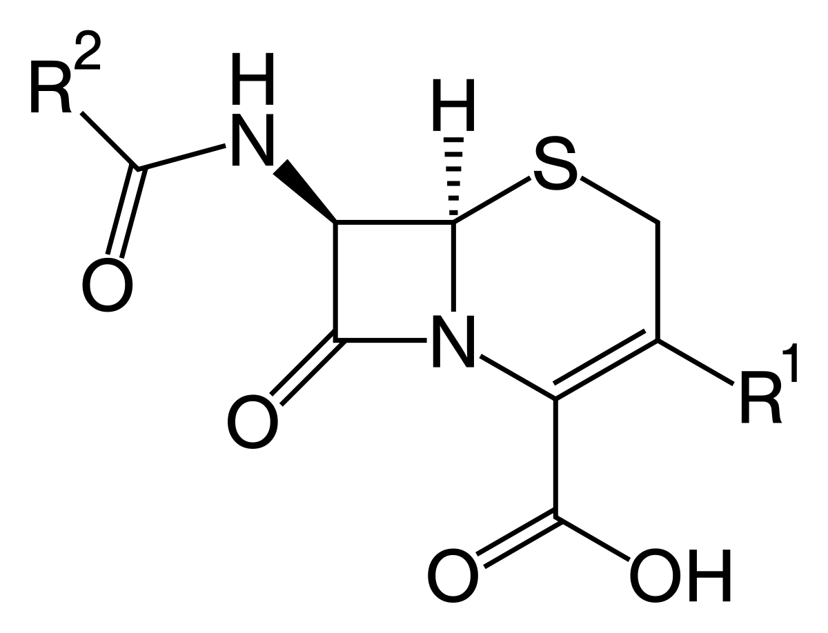 Cephalosporin - Wikipedia